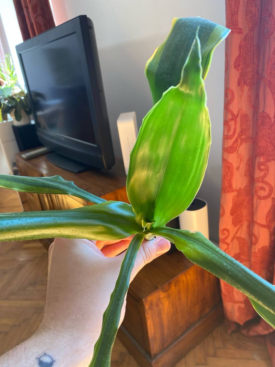 Dracena photo 2