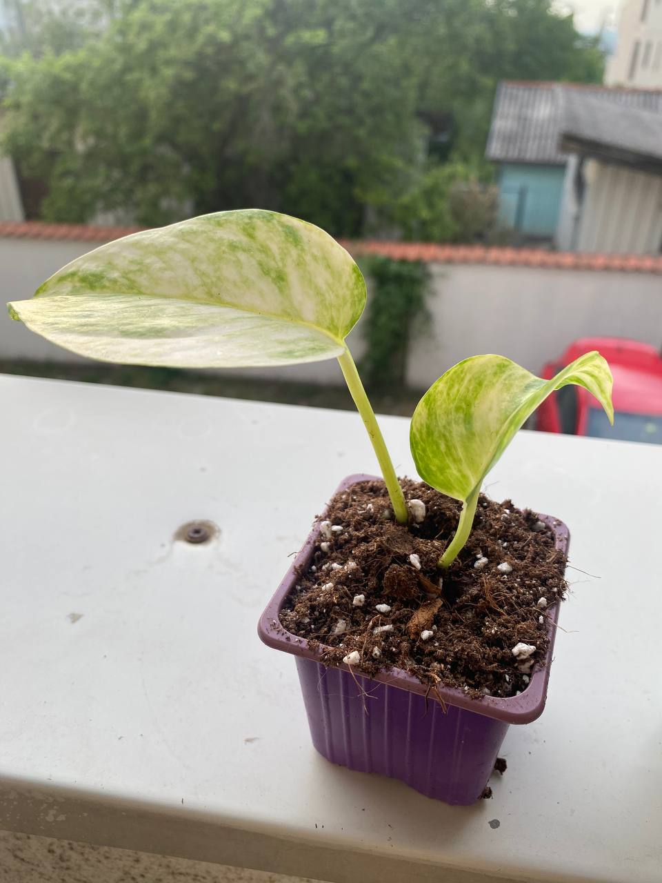 Scindapsus