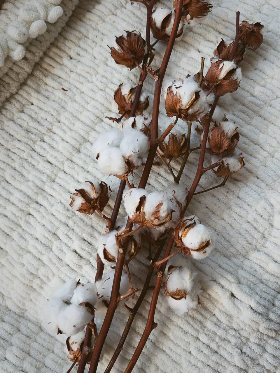 cotton twigs