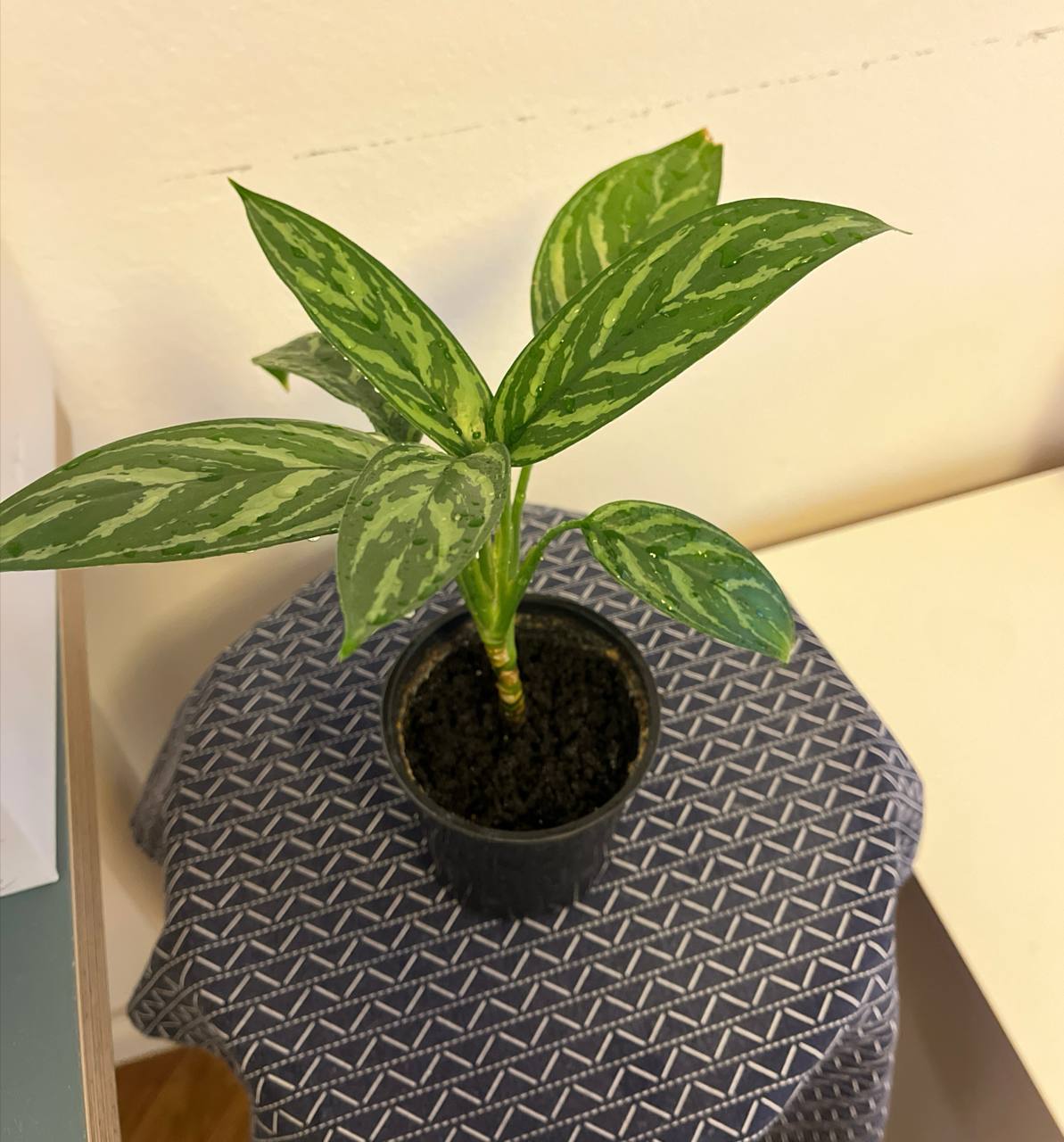 Aglaonema Maria