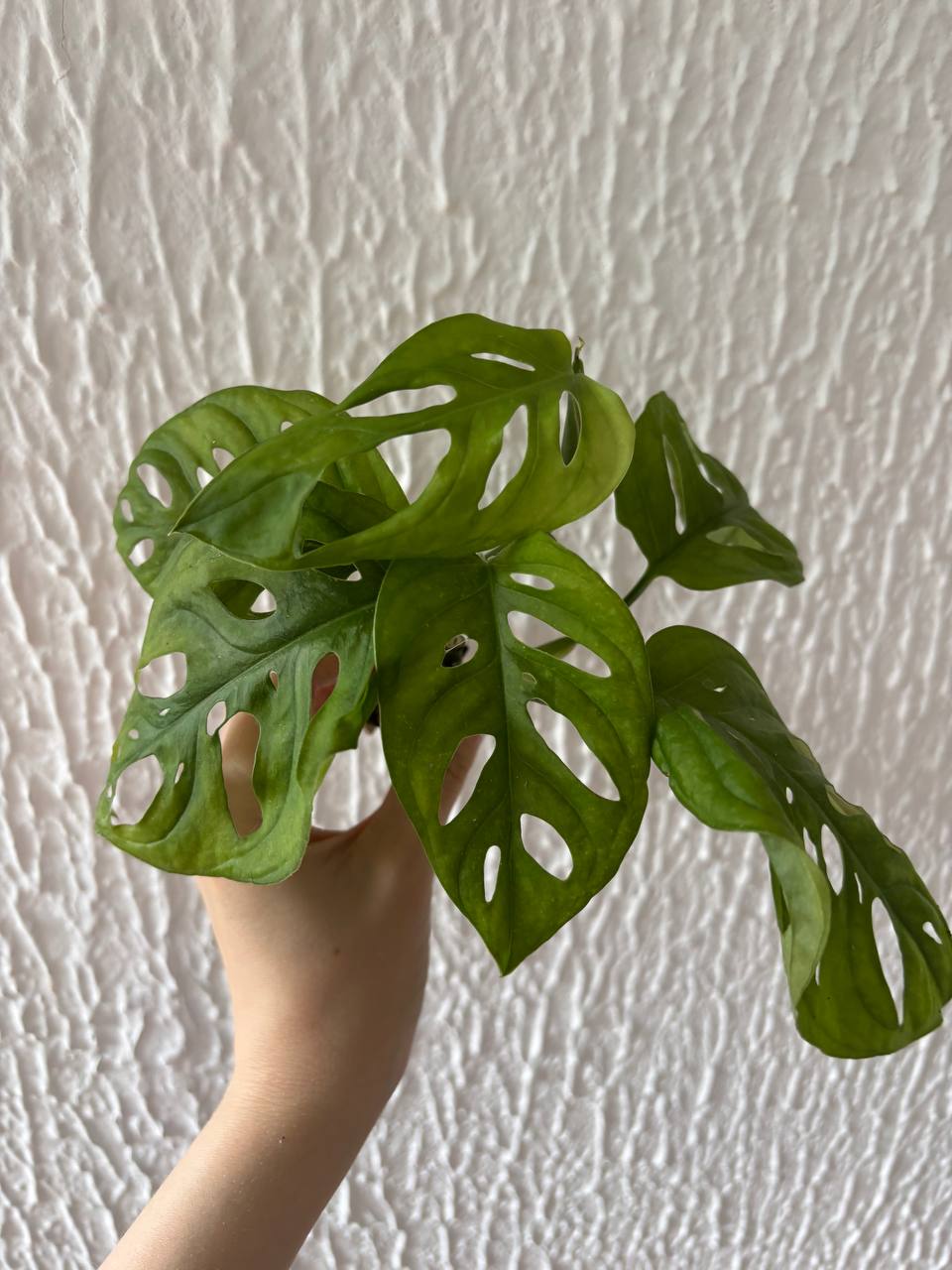 Monstera Mankij