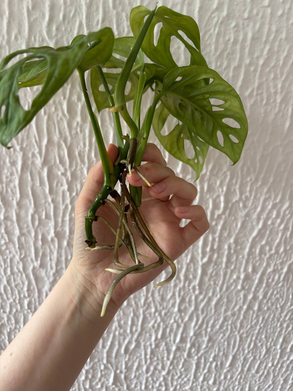 Monstera Mankij photo 2