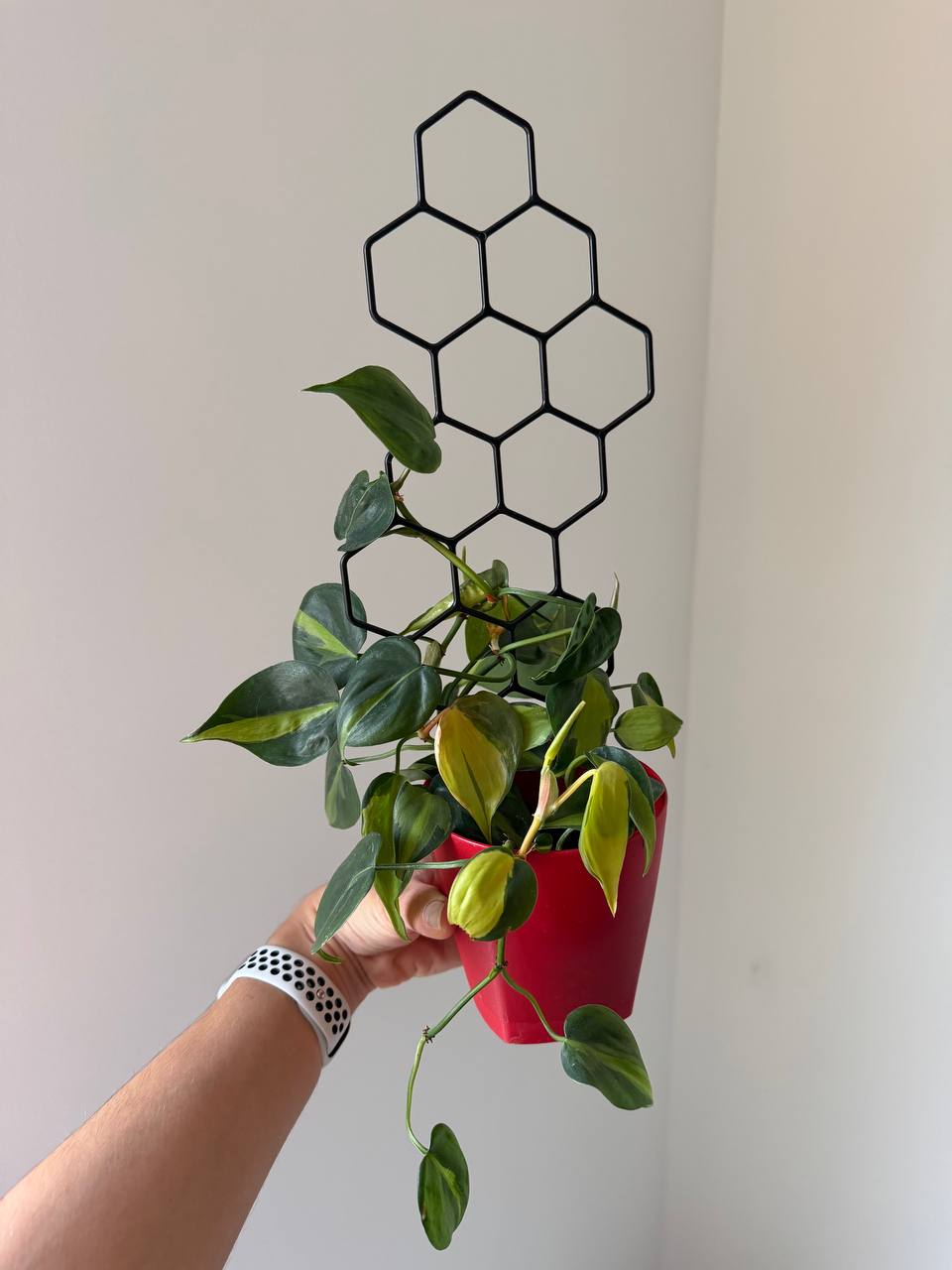 Product photo 4