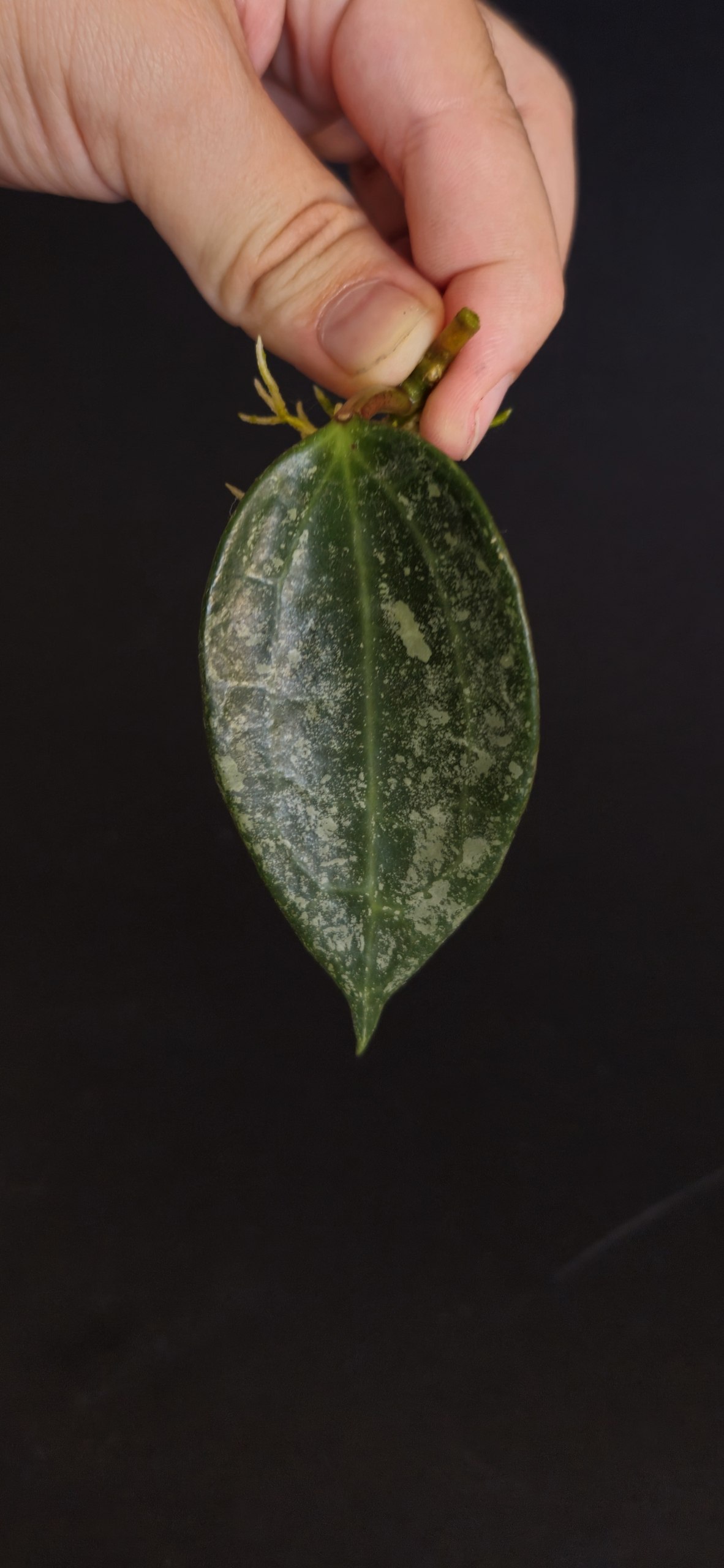 Hoya Lacunosa Luisa Srebrna