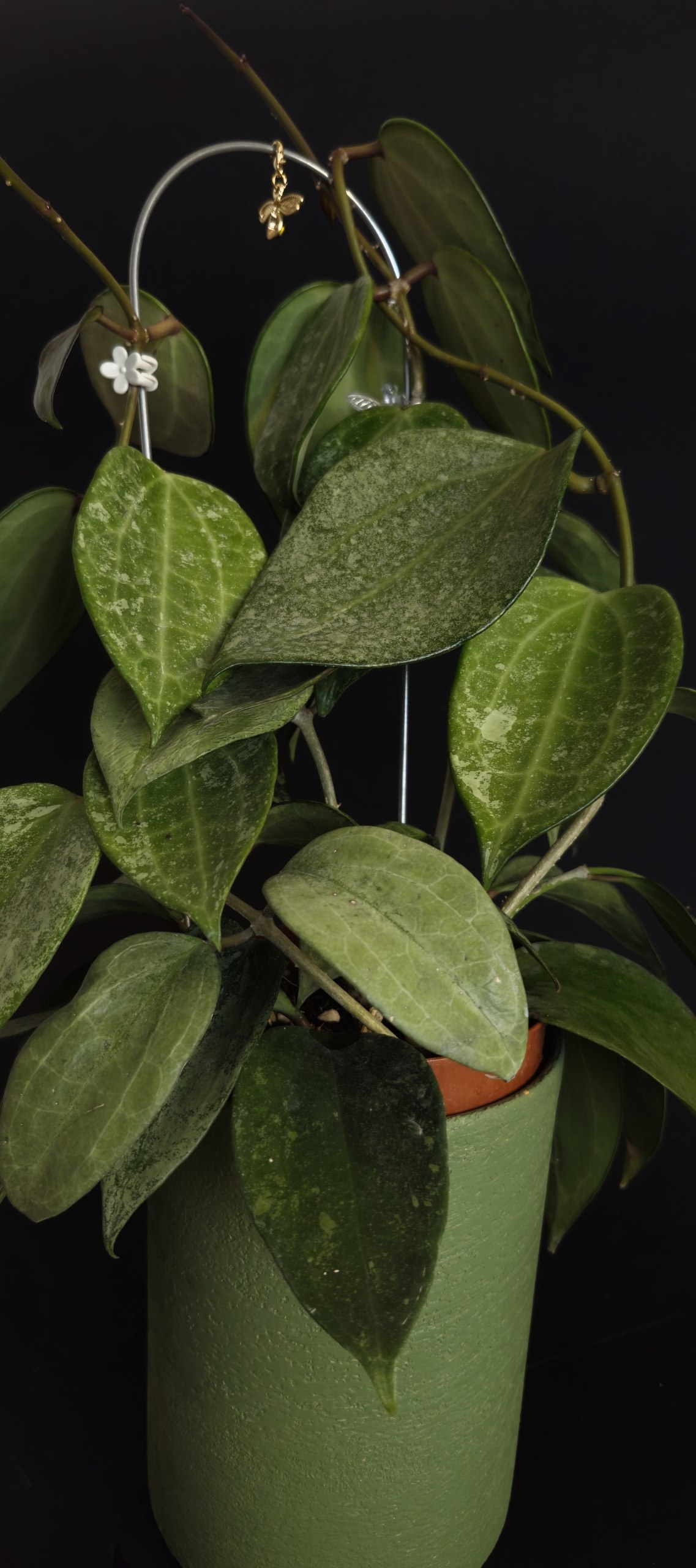 Hoya Lacunosa Luisa Srebrna photo 2