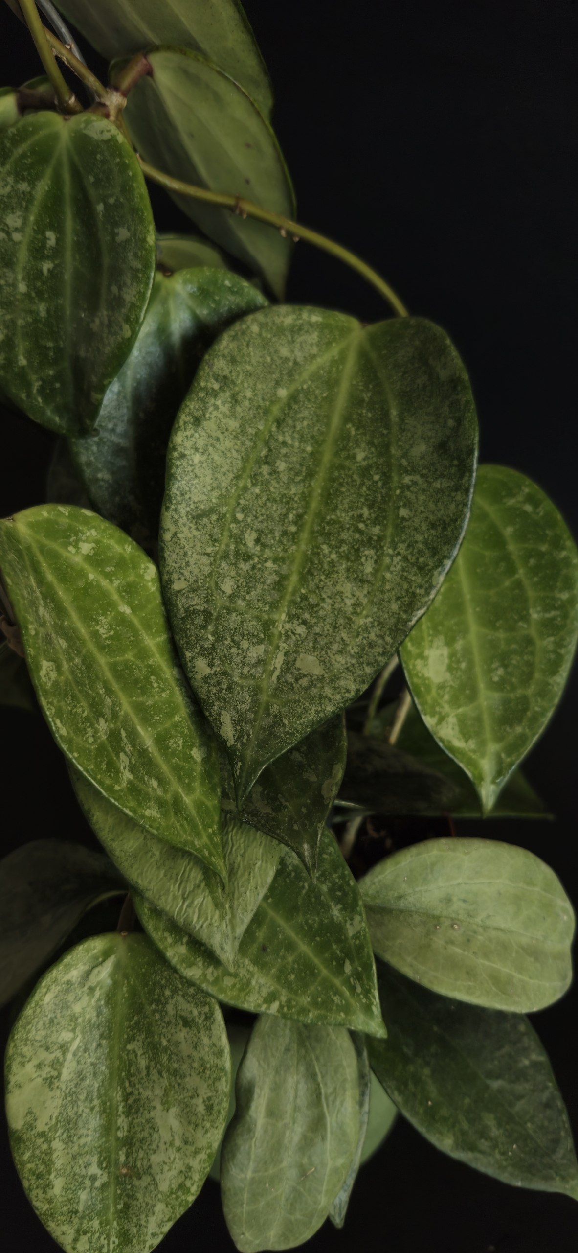 Hoya Lacunosa Luisa Srebrna photo 3