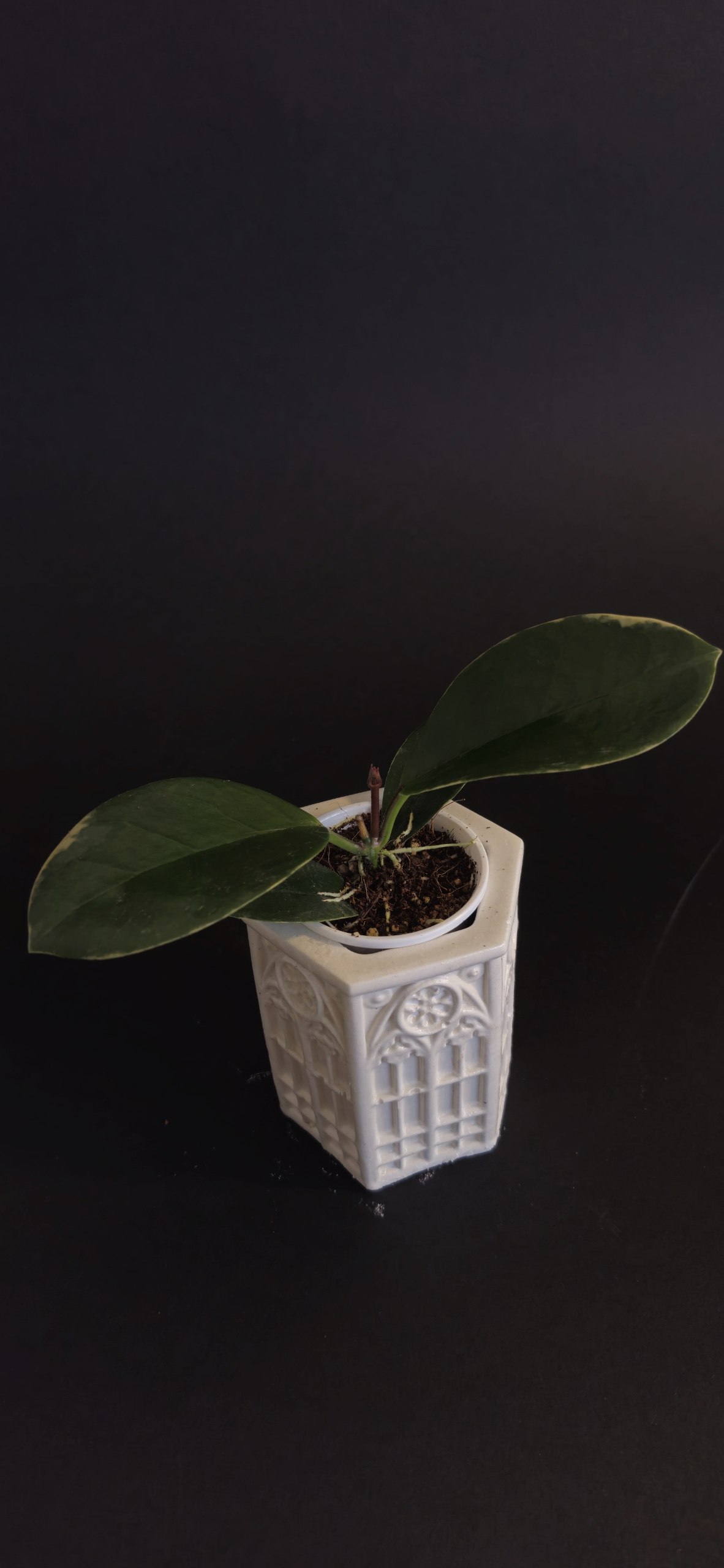Hoya Lacunosa Luisa Srebrna photo 6
