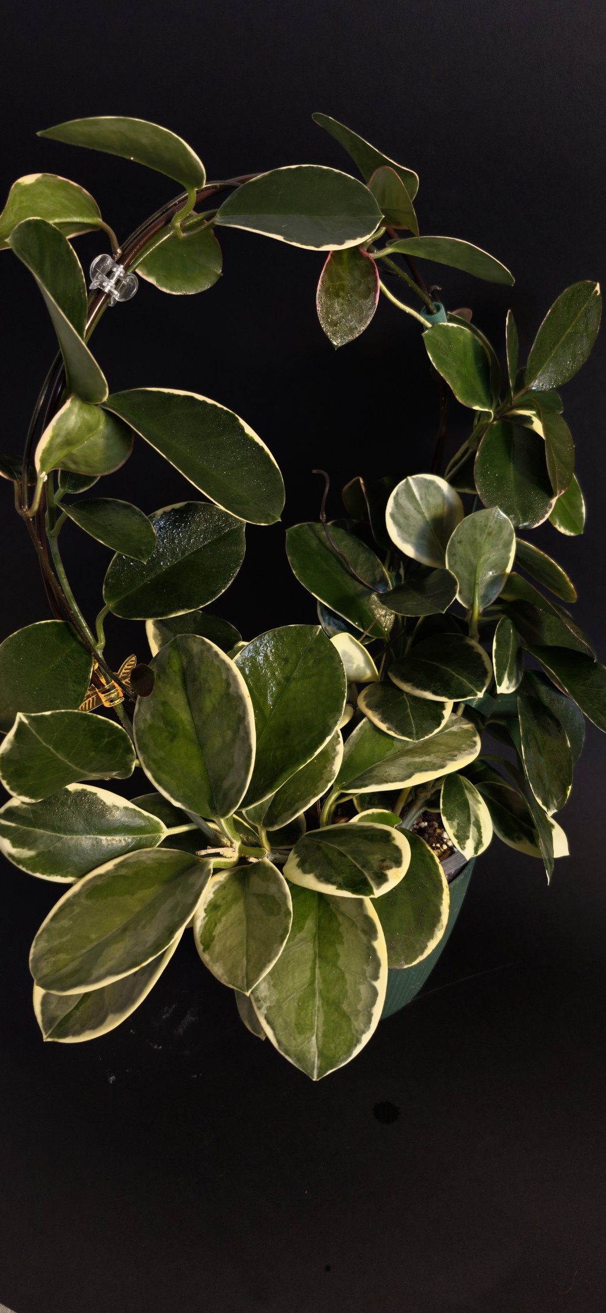Hoya Lacunosa Luisa Srebrna photo 7