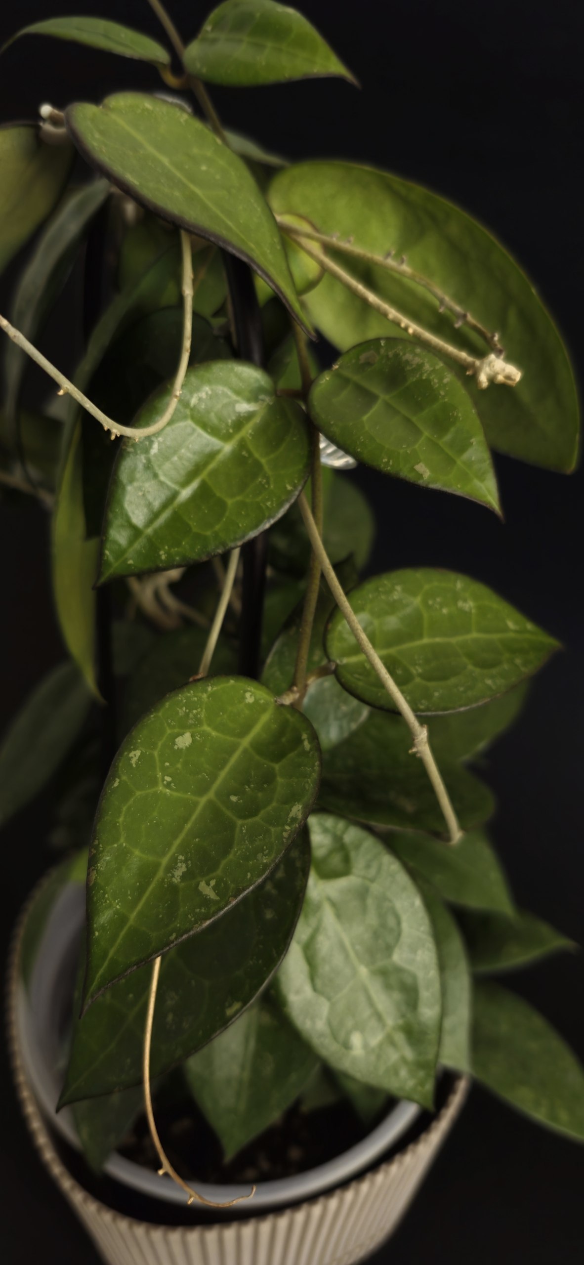Hoya Lacunosa Luisa Srebrna photo 10