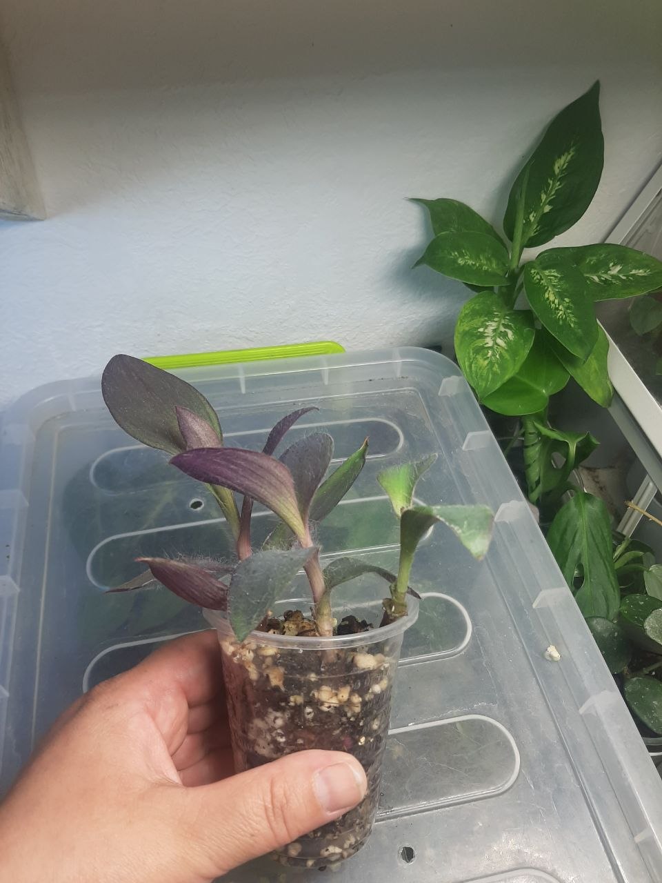 Tradescantia Pallida, Peperomija Kaperata Rosso, Tradescantia AlbiFlora, Austrocilindropuntia, Begonija Belive Maori Haze