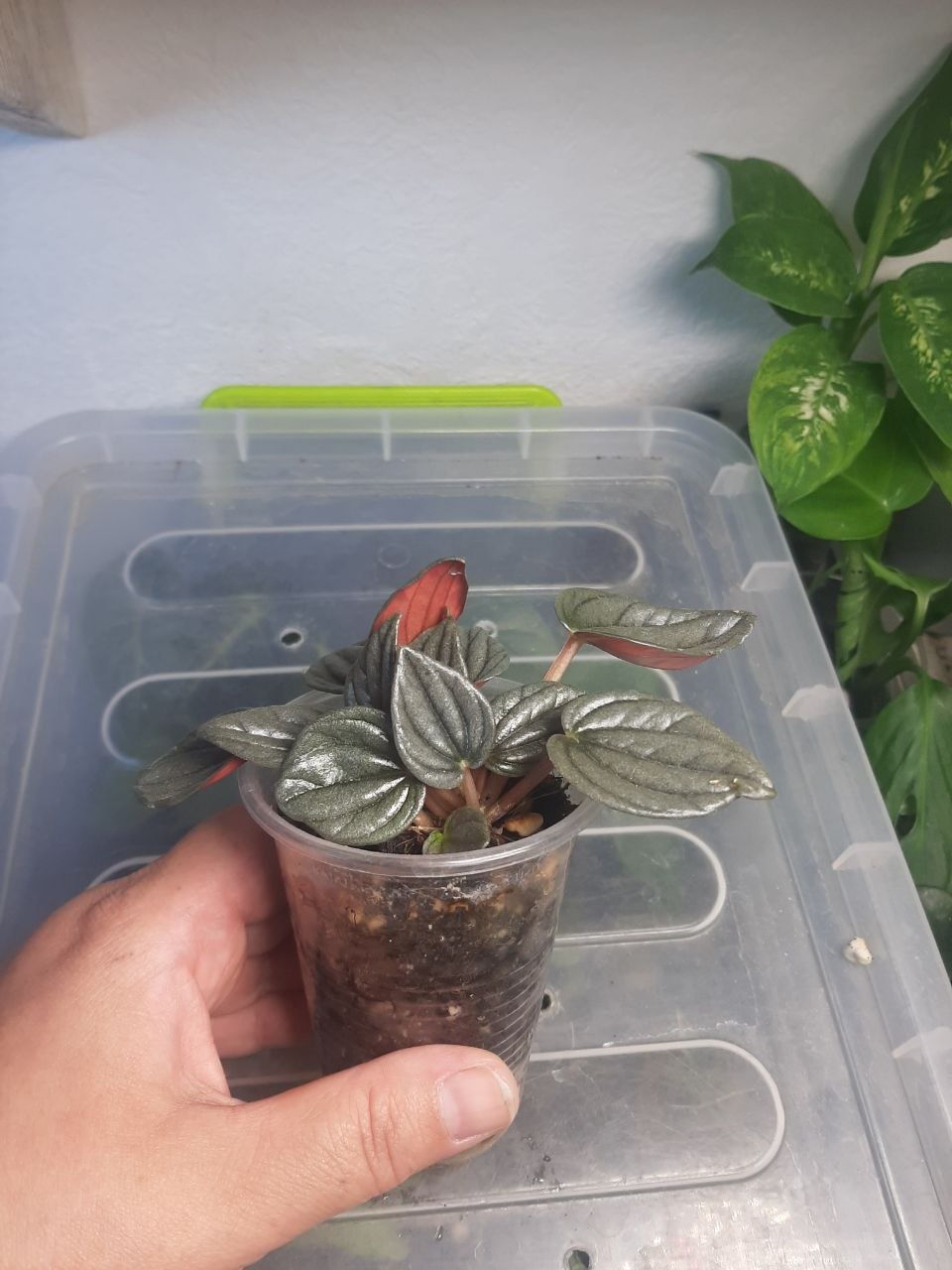 Tradescantia Pallida photo 2