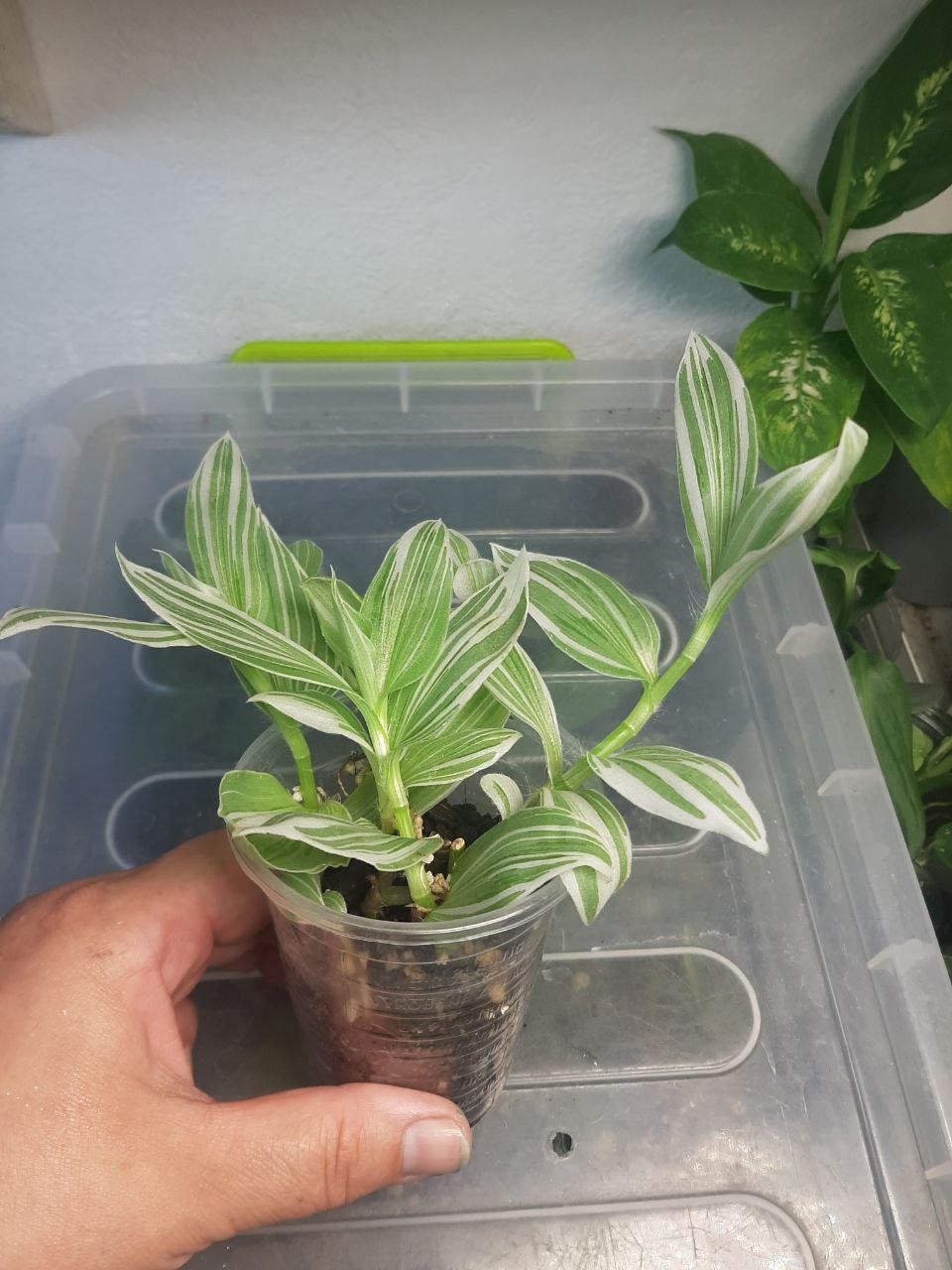 Tradescantia Pallida photo 3