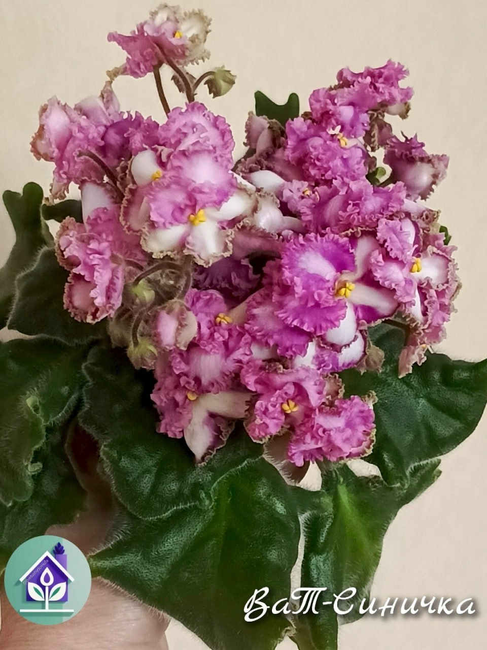 Set of assorted phlox photo 3