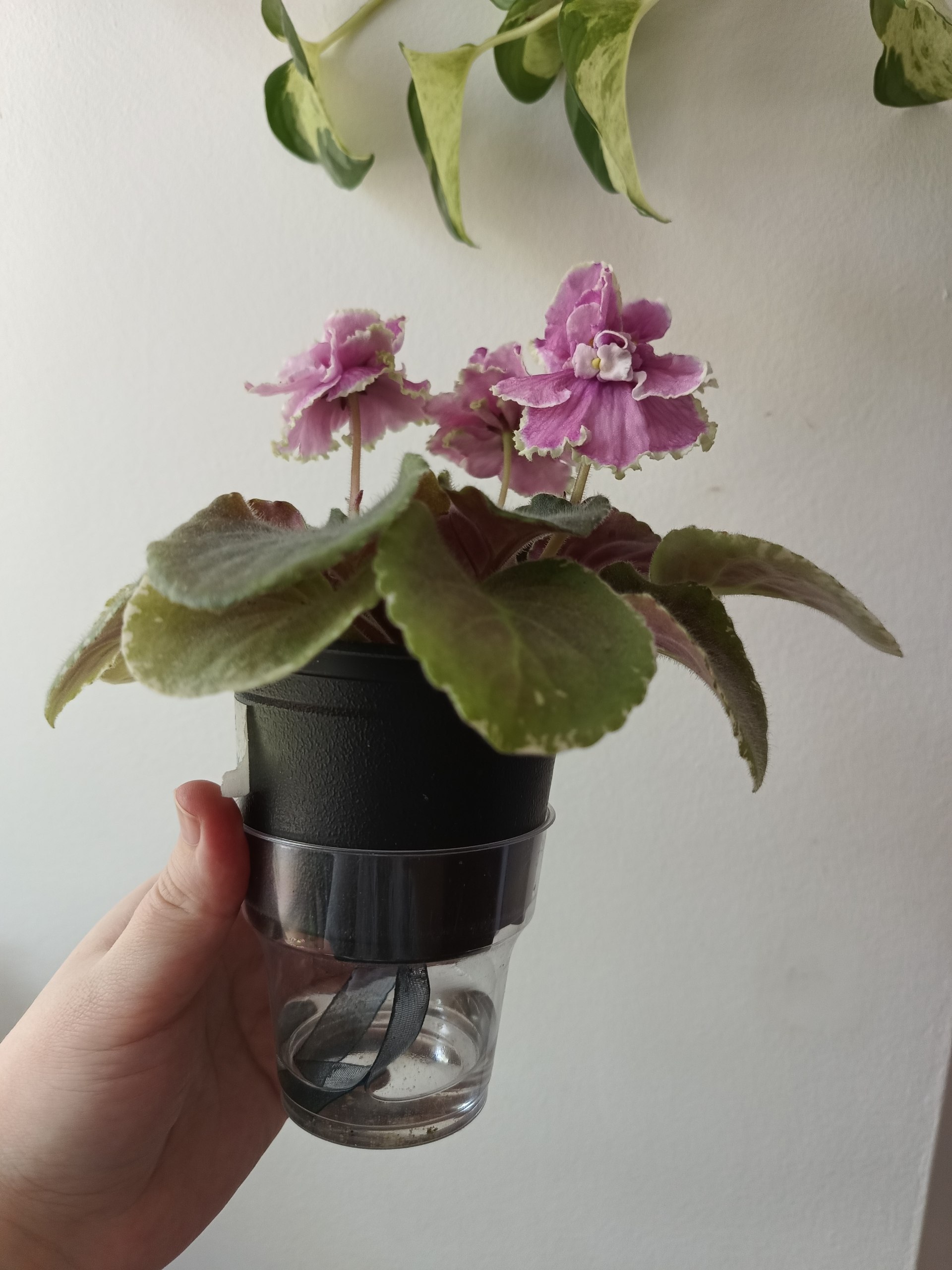 Set of assorted phlox photo 7