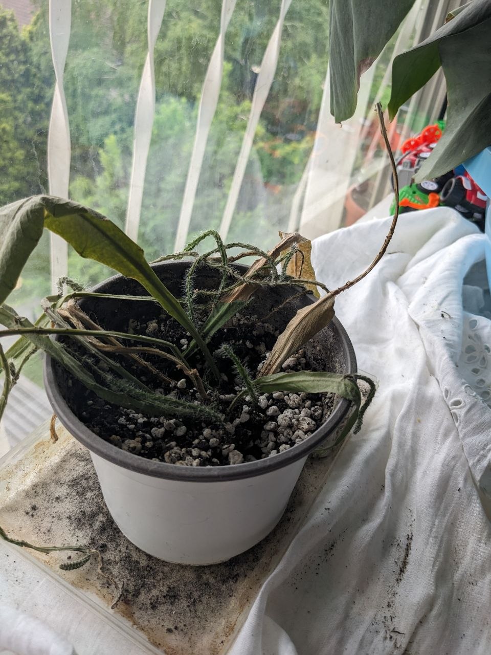 Aloe vera photo 2