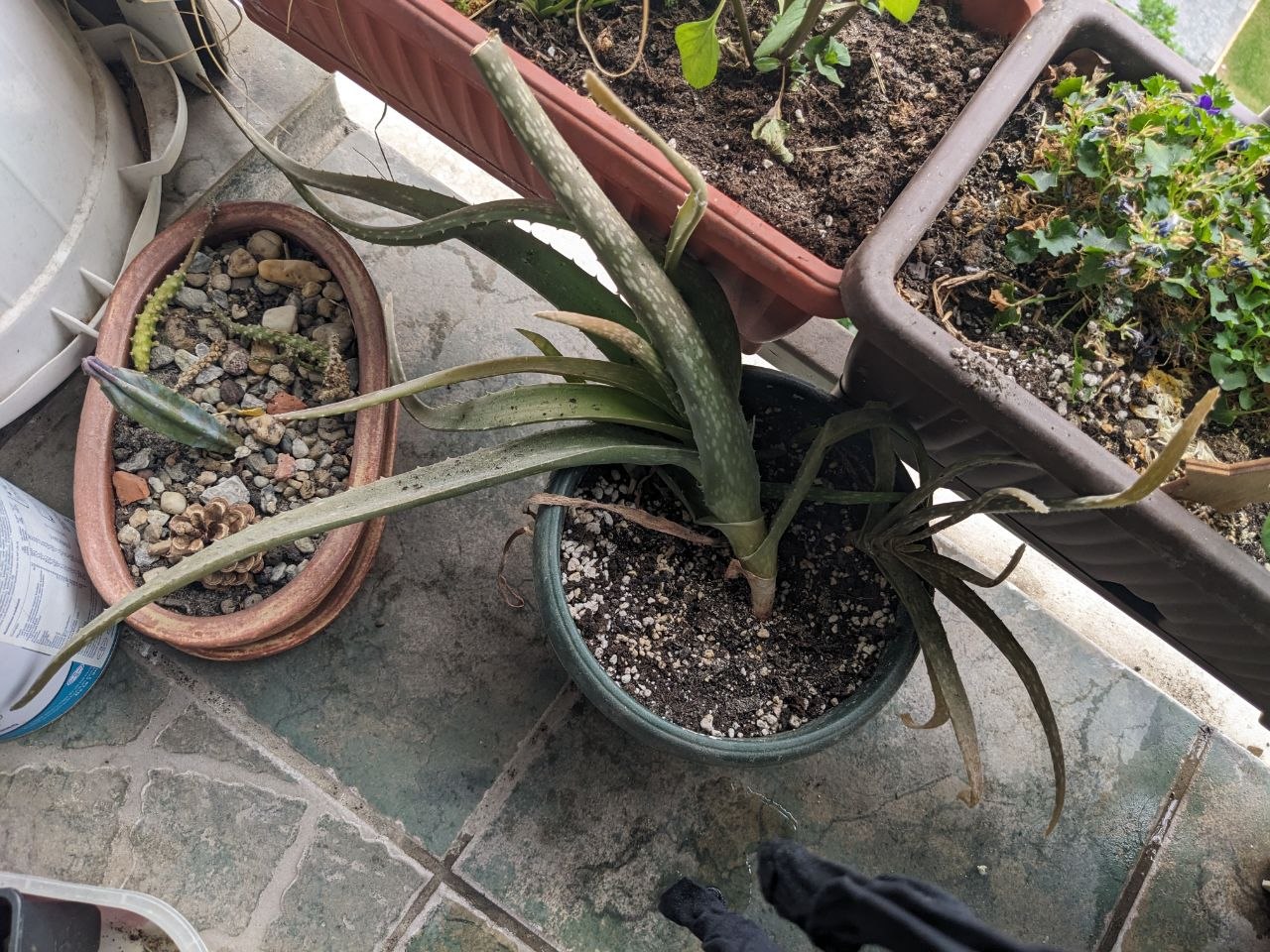 Aloe vera