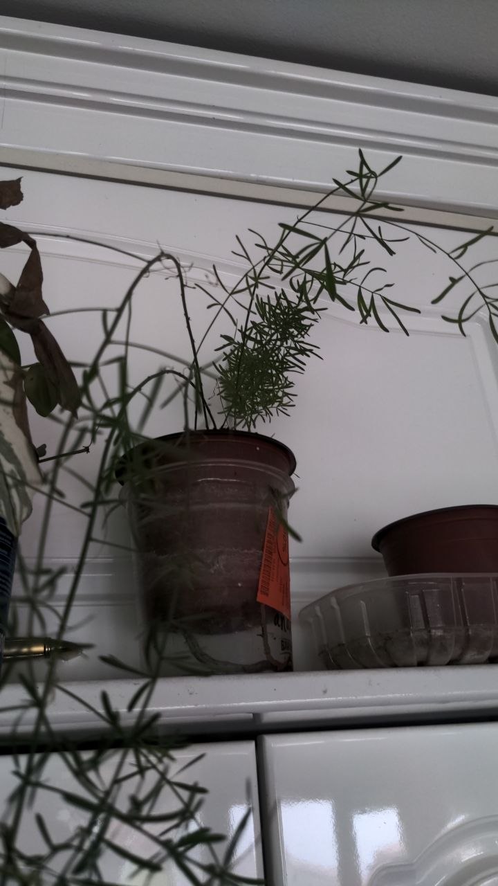 Aloe vera photo 6