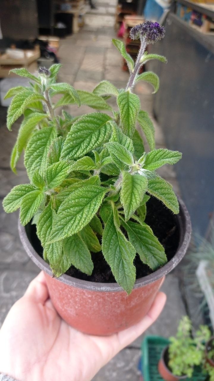 Heliotrope