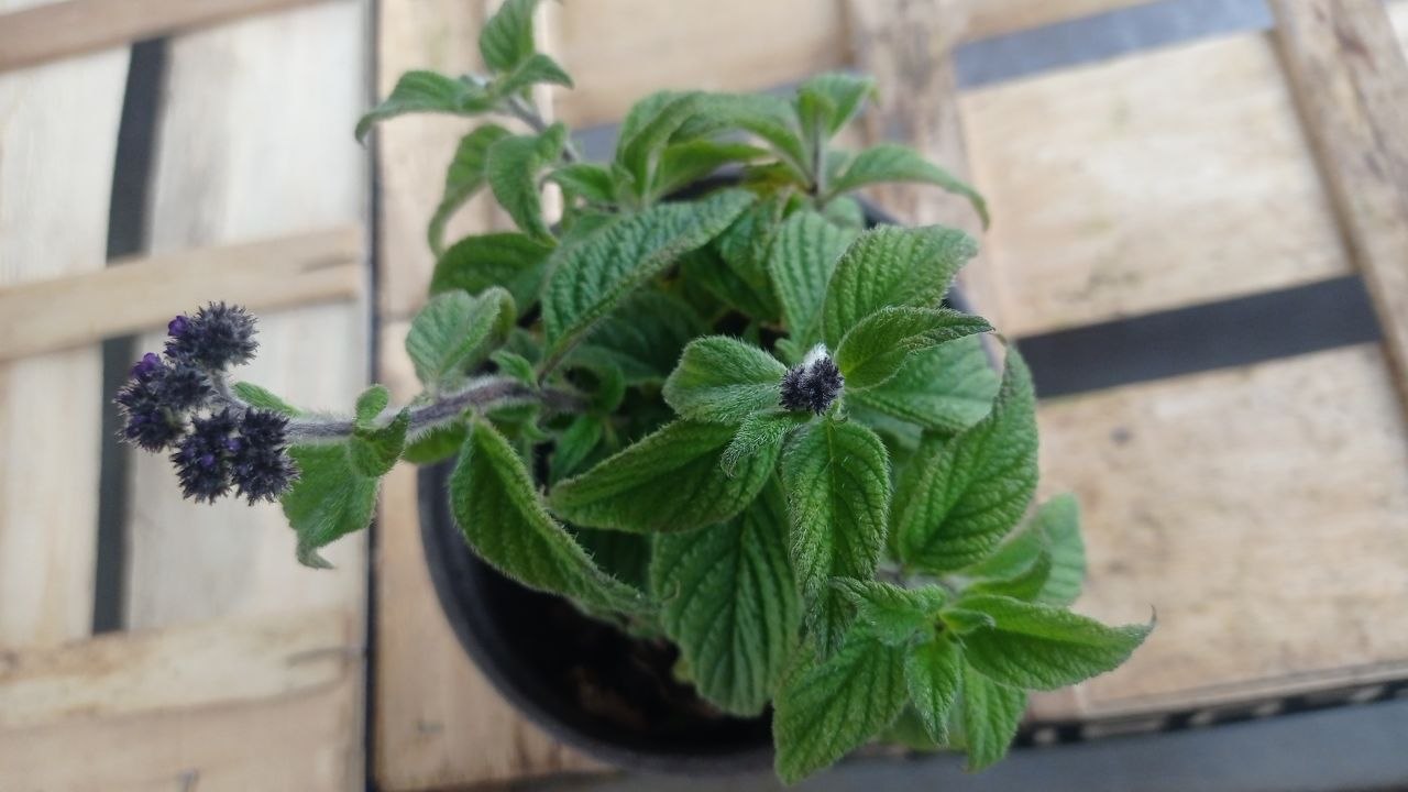 Heliotrope photo 2
