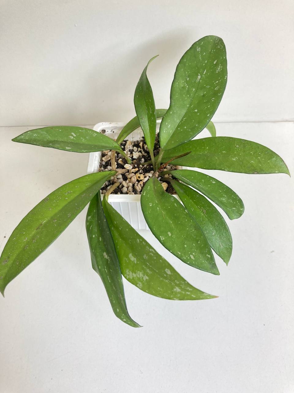 Aukuba Japonica