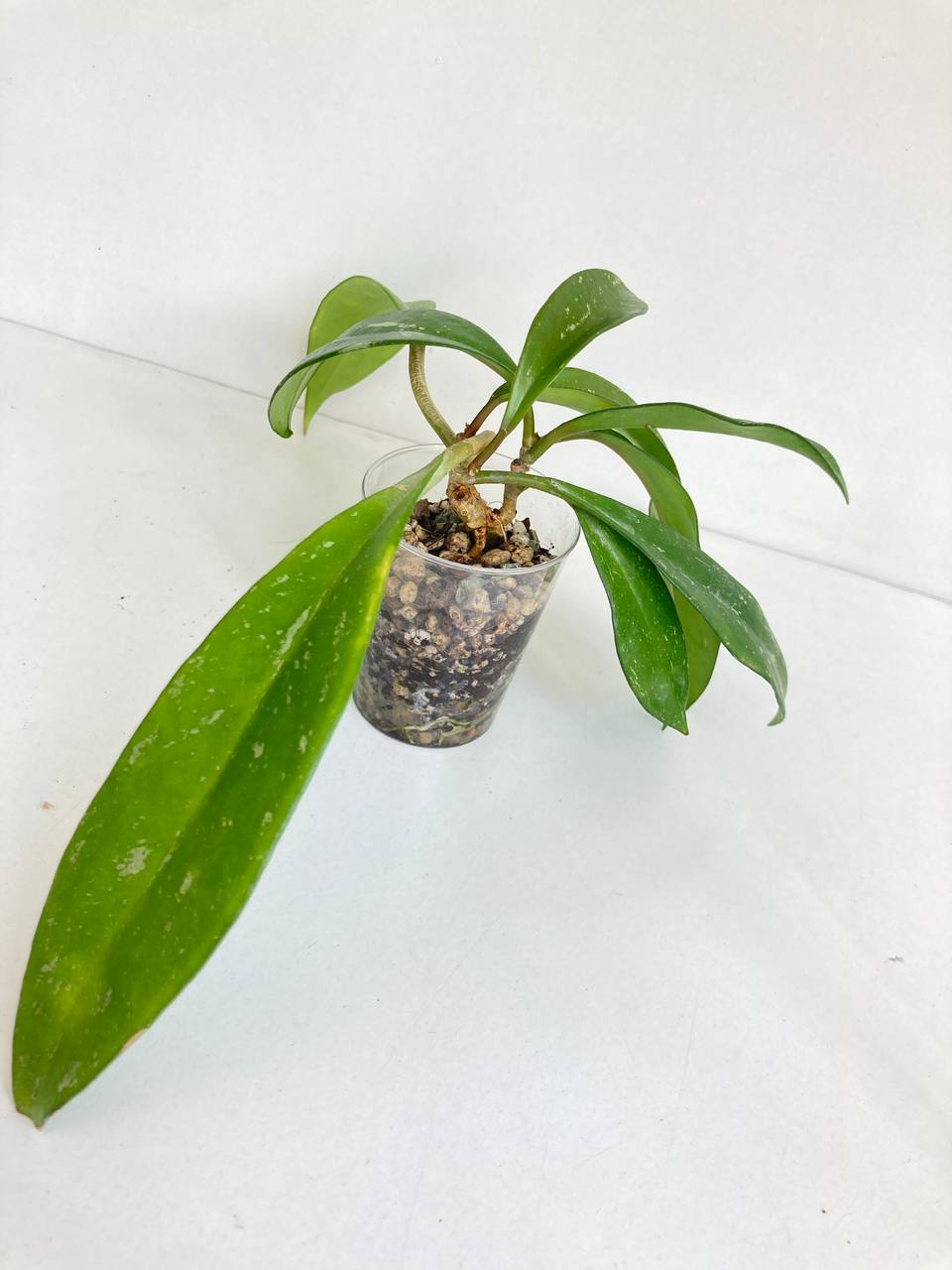Aukuba Japonica photo 2