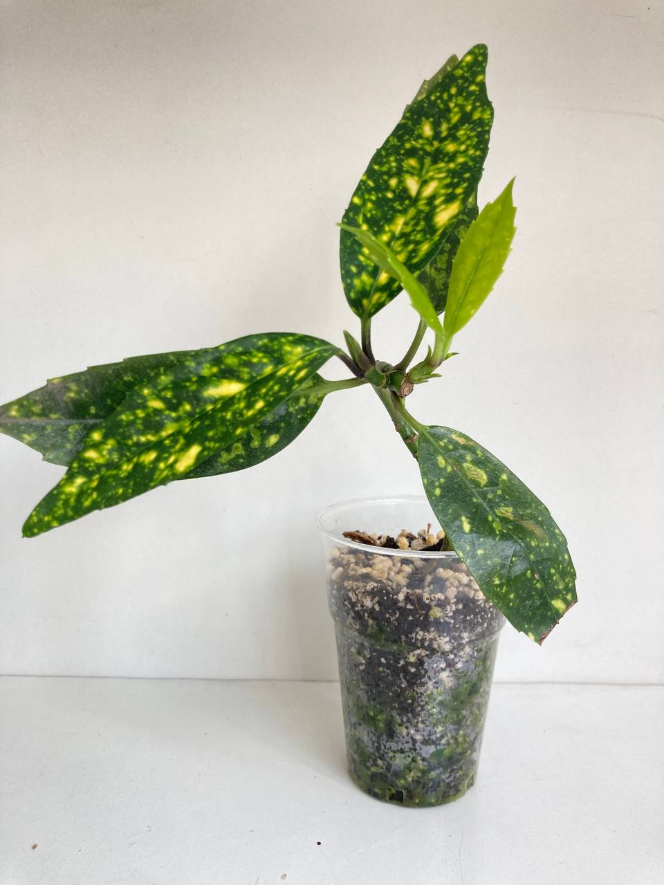 Aukuba Japonica photo 3