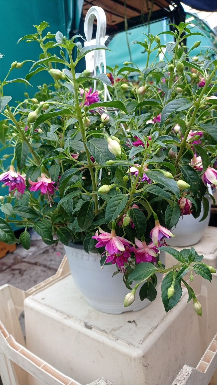 Fuchsia