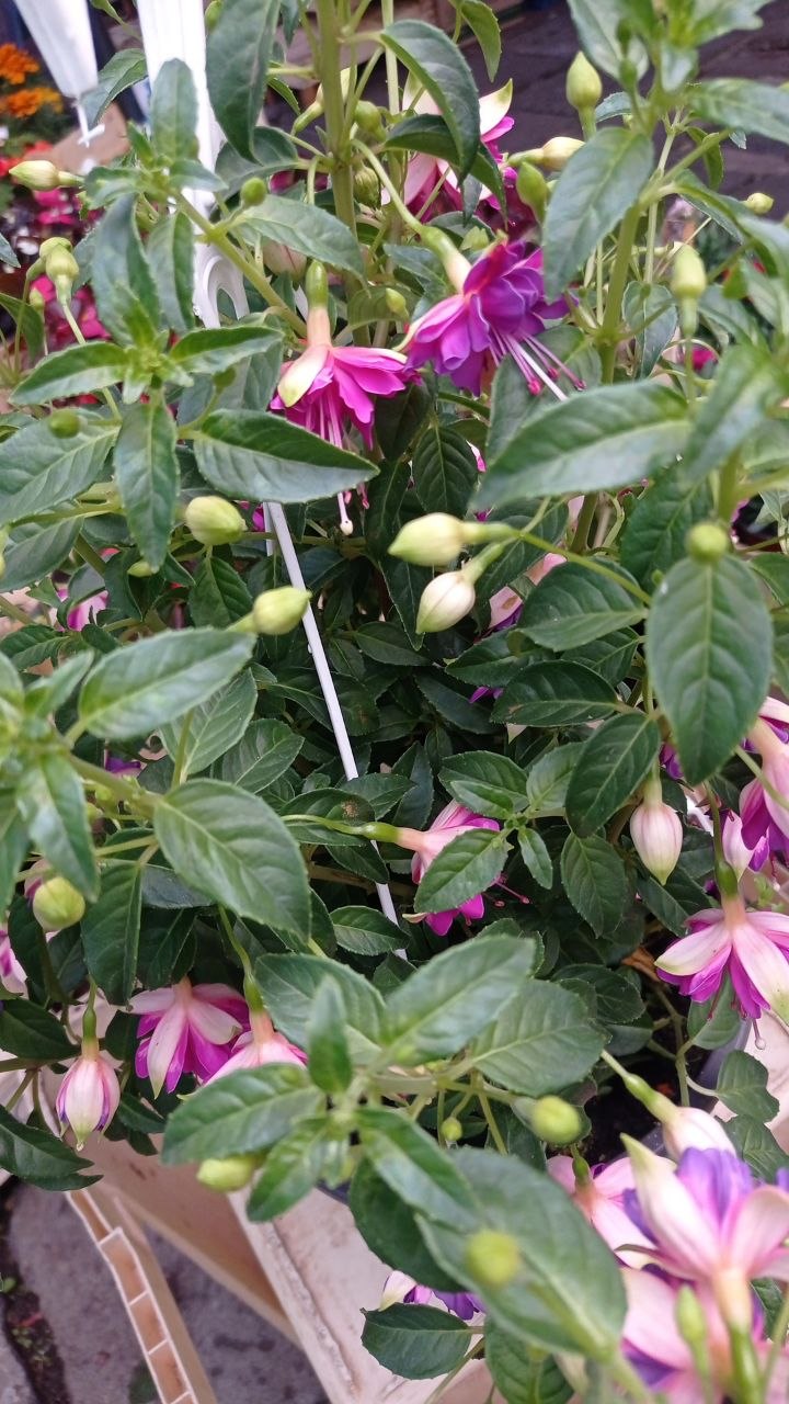 Fuchsia photo 2