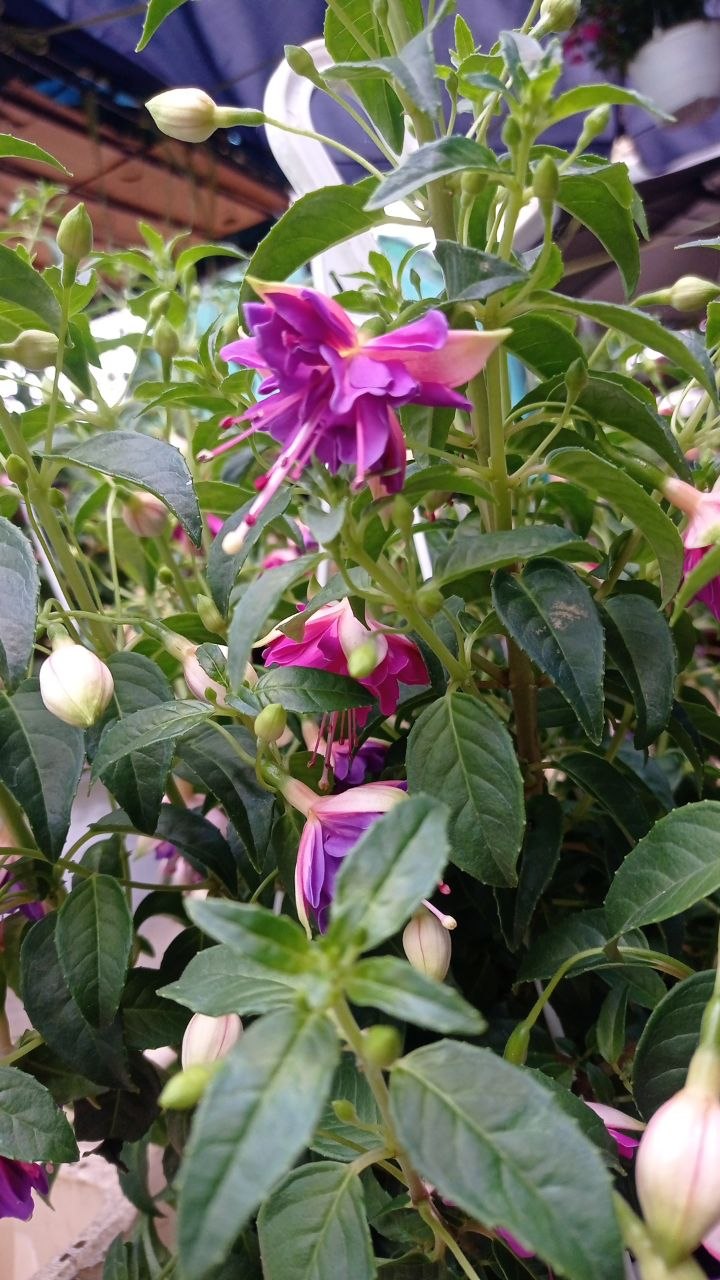 Fuchsia photo 3