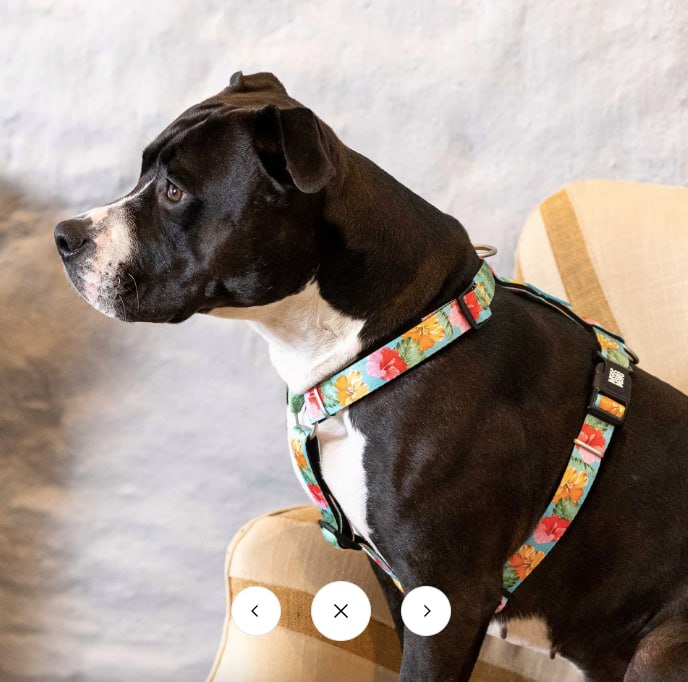 Harness [max-molly] photo 2