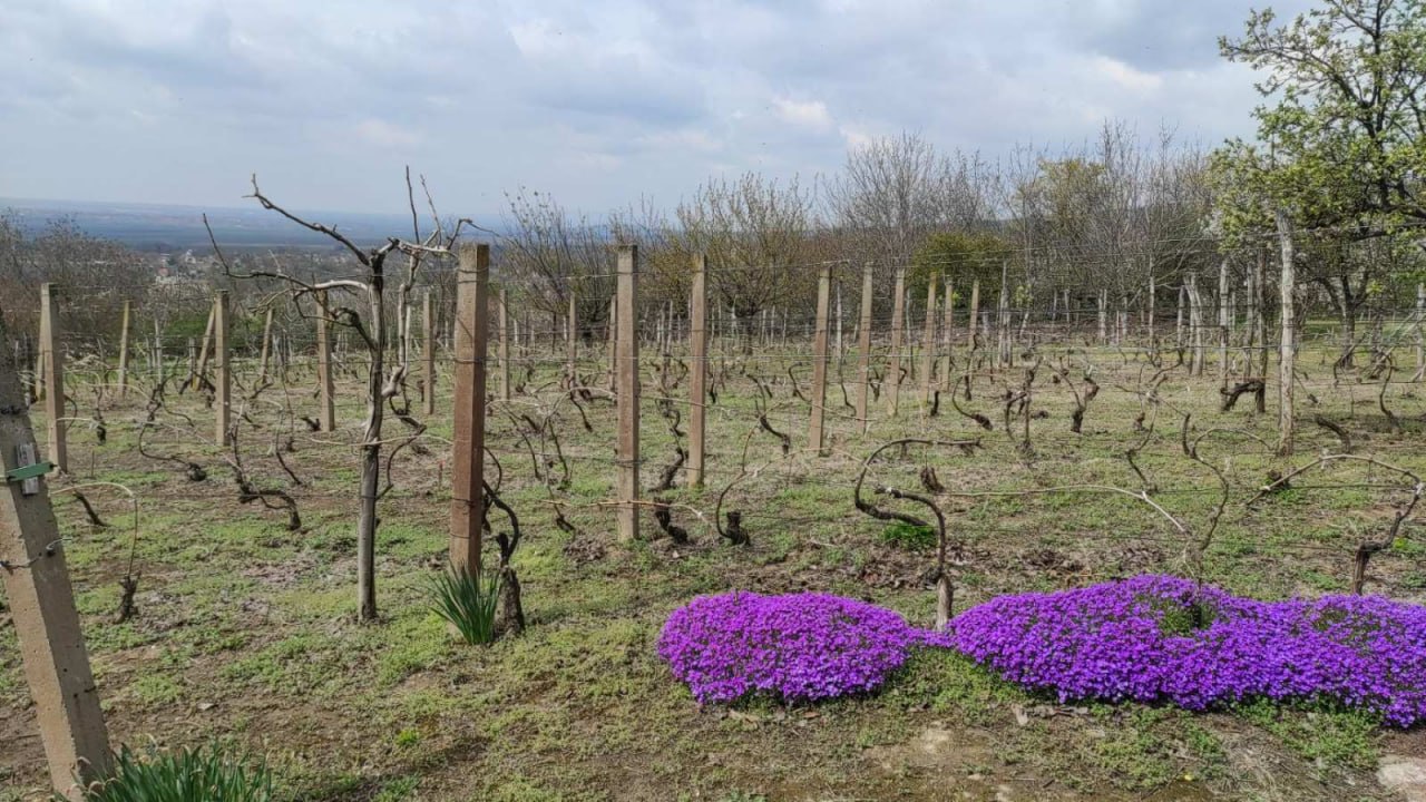Kuća, 70 m² photo 6